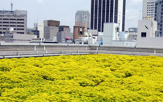 屋上（セダム）